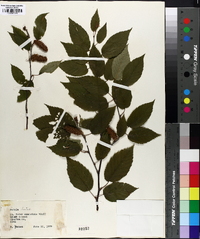 Betula lutea image