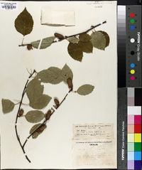 Betula papyrifera var. commutata image