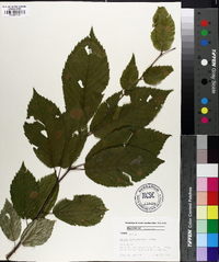 Betula alleghaniensis image