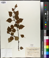 Betula populifolia image