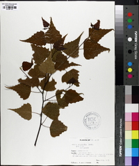 Betula populifolia image