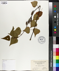 Betula populifolia image