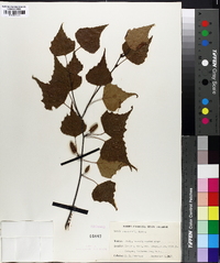 Betula populifolia image