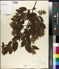 Carpinus caroliniana var. virginiana image