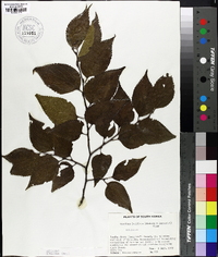 Carpinus laxiflora image