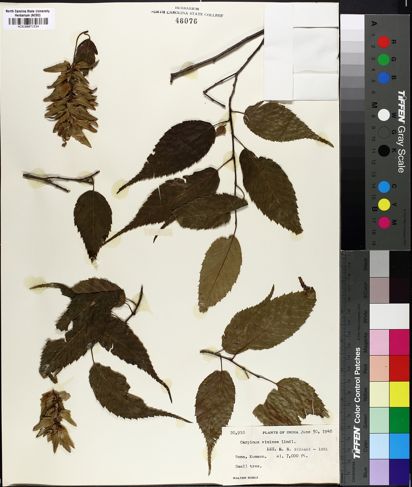 Carpinus viminea image