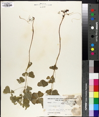 Oxalis grandis image