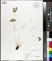 Oxalis rubra image