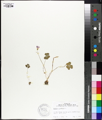 Oxalis violacea image