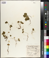 Oxalis montana image