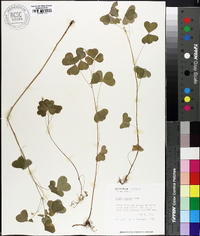 Oxalis grandis image