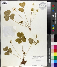 Oxalis oregana image