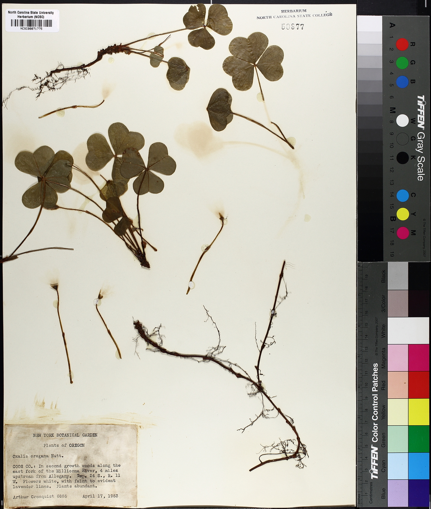 Oxalis oregana image
