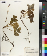 Oxalis oregana image