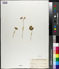 Oxalis rubra image