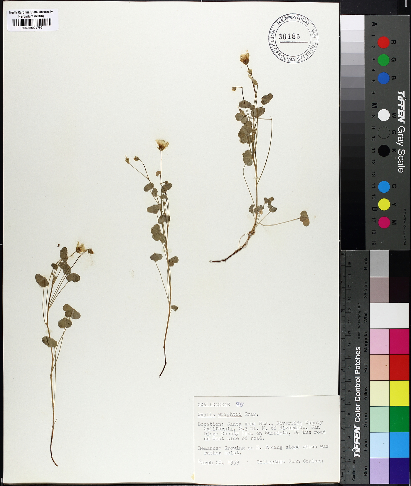 Oxalis albicans subsp. albicans image
