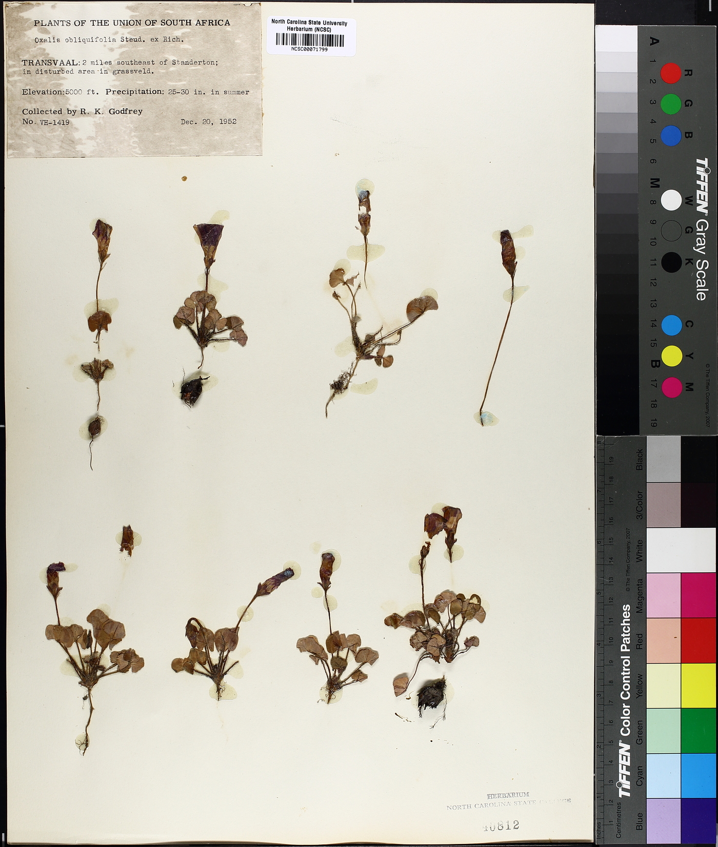 Oxalis obliquifolia image
