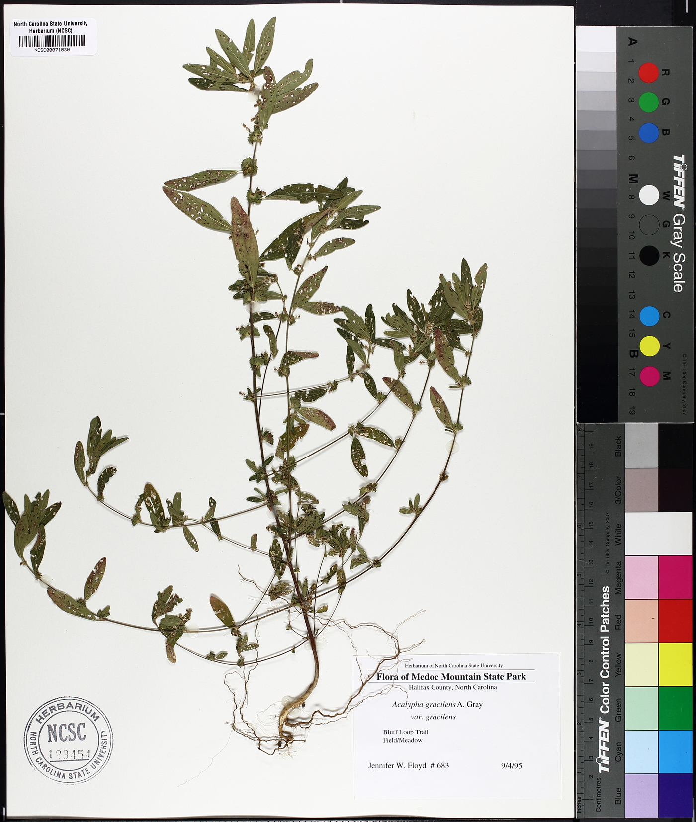 Acalypha gracilens var. gracilens image
