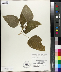 Acalypha ostryifolia image