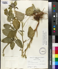 Acalypha ostryifolia image