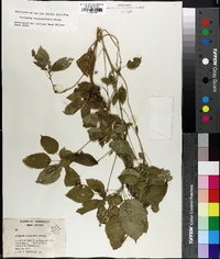 Acalypha ostryifolia image