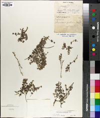 Chamaesyce pinetorum image
