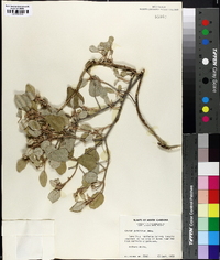 Croton punctatus image