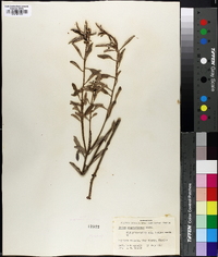 Croton argyranthemus image
