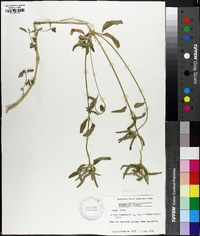 Croton glandulosus var. septentrionalis image