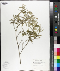 Croton linearis image