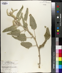 Croton albinoides image