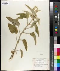 Croton albinoides image