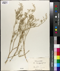 Croton californicus var. californicus image