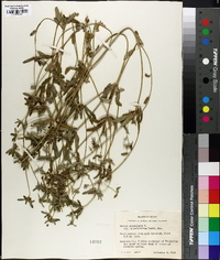 Croton glandulosus var. angustifolius image