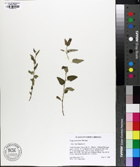 Tragia urticifolia image