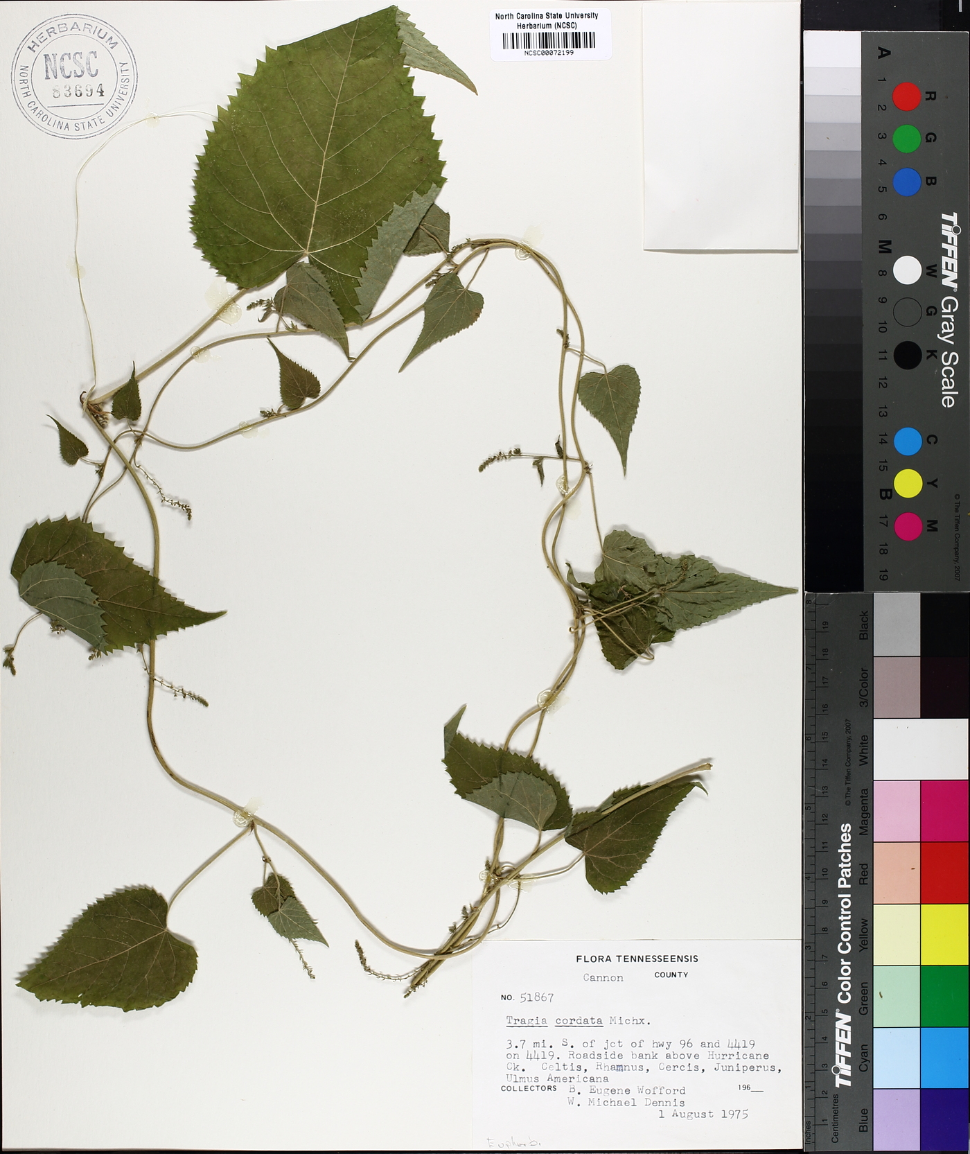 Tragia cordata image