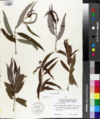 Salix caroliniana image