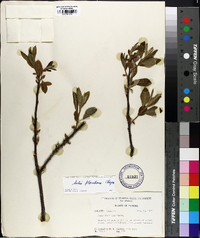 Salix floridana image