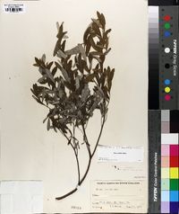 Salix tristis image