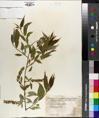 Salix amygdaloides image