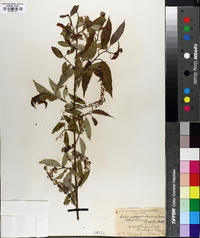 Salix amygdaloides image