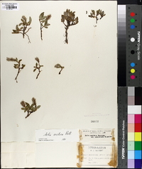 Salix arctica image