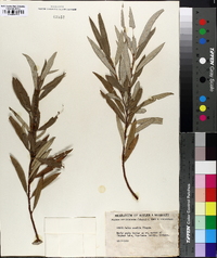 Salix candida image