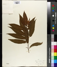 Salix cordata image