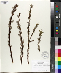 Salix cordata image