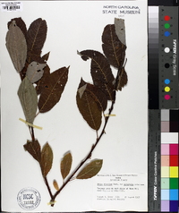Salix discolor var. latifolia image