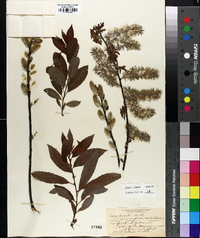 Salix discolor var. eriocephala image