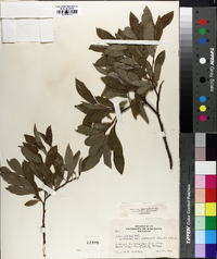Salix discolor var. eriocephala image