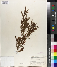 Salix longifolia image