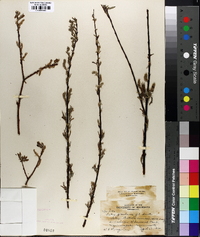 Salix petiolaris image